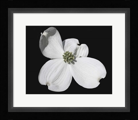 Framed White Dogwood Bloom Print