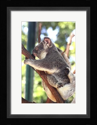 Framed Australia 6 Print