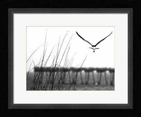 Framed Soaring Print