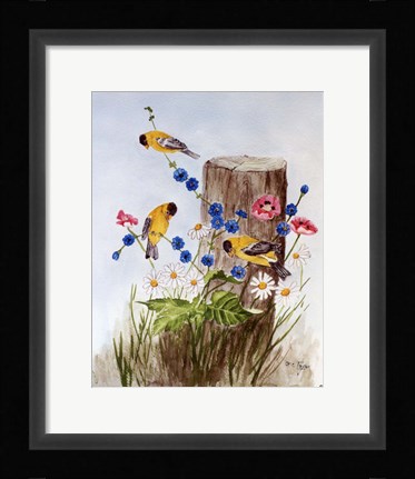 Framed American Goldfinch 3 Print