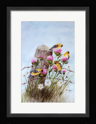 Framed American Goldfinch Print