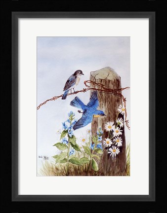Framed Bluebirds with Daisies Print
