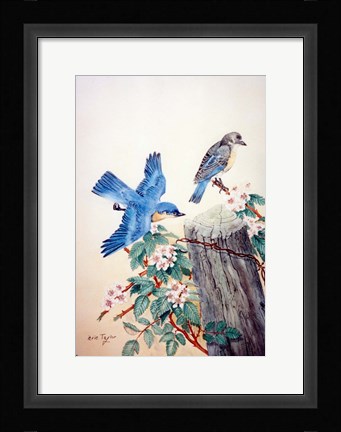 Framed Bluebirds Print