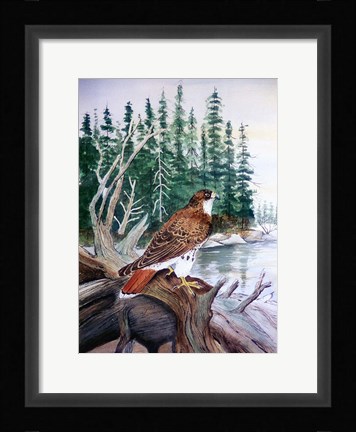 Framed Red Tailed Hawk Print