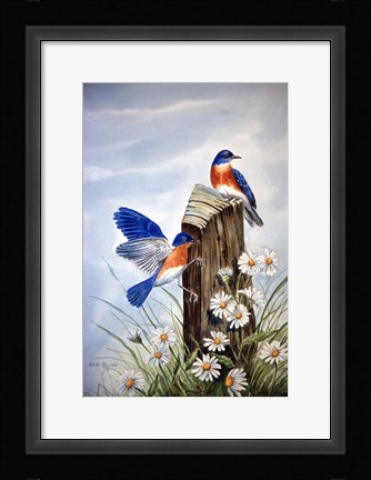 Framed Bluebirds With Daisies 2 Print