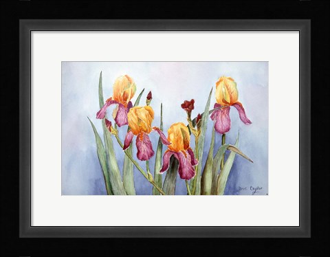 Framed Irises Four Print