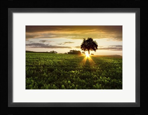 Framed Golden Evening Print