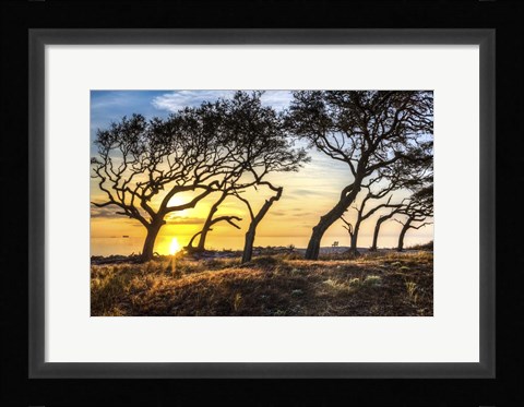 Framed Coastal Grove Print