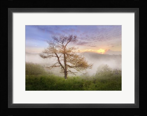 Framed Misty Mountain Tree Print