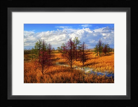 Framed Glades Evening Shadows Print