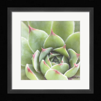 Framed Garden Succulents III Color Print