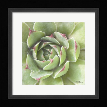 Framed Garden Succulents II Color Print