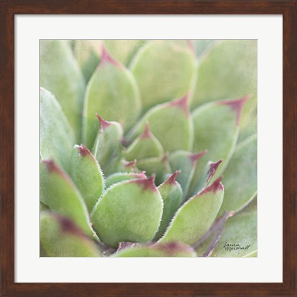 Framed Garden Succulents I Color Print