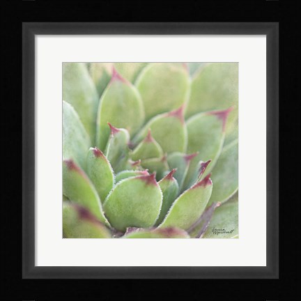 Framed Garden Succulents I Color Print