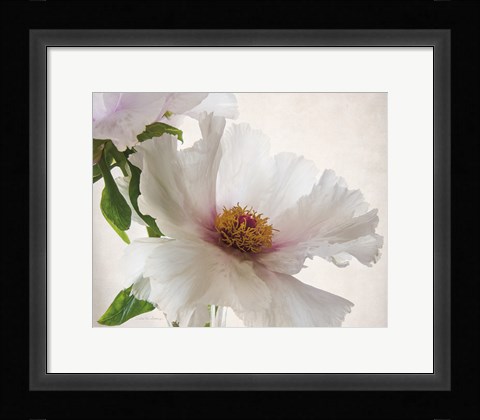 Framed Translucent Peony VI Print