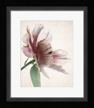 Framed Translucent Peony II Print