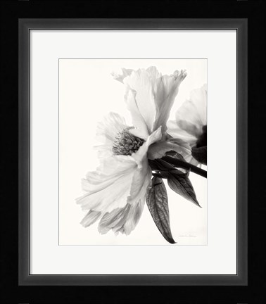 Framed Translucent Peony IV BW Print