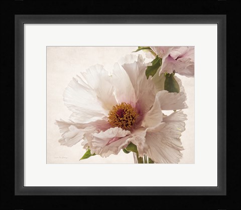Framed Translucent Peony V Print