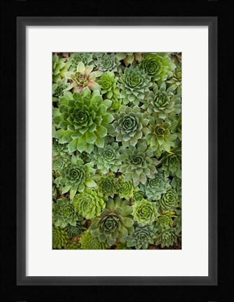 Framed Echeveria II Print