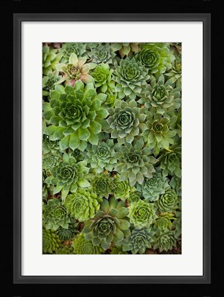 Framed Echeveria II Print
