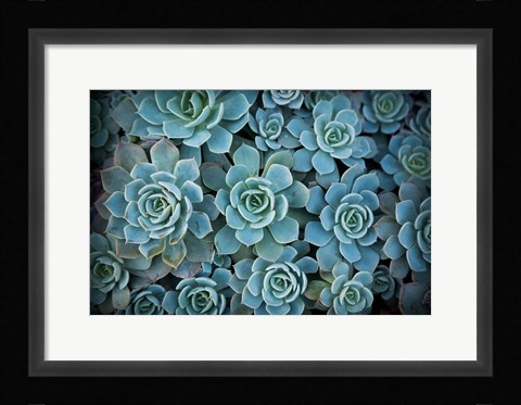 Framed Echeveria III Print