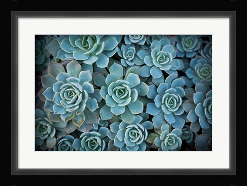 Framed Echeveria III Print