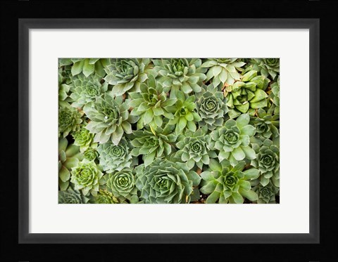 Framed Echeveria I Print