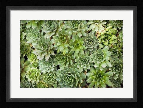 Framed Echeveria I Print