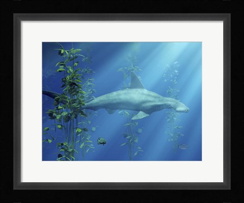 Framed Hammer Head Among The Seaweed Print