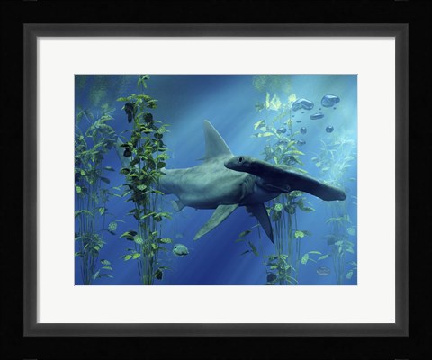 Framed Hammerhead Print