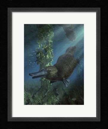 Framed Platypus Print