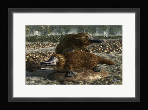 Framed Platypuses Print