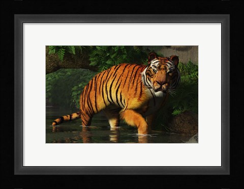 Framed Wading Tiger Print