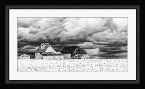 Framed Five White Barns Print