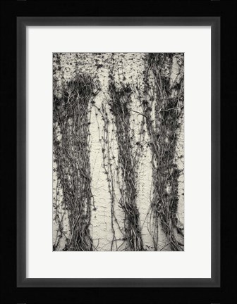 Framed Winter Vines On Stucco Print