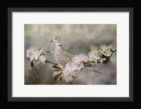 Framed Eurasian Dove In The Garden Print