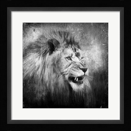 Framed Snarling In Black And White Print