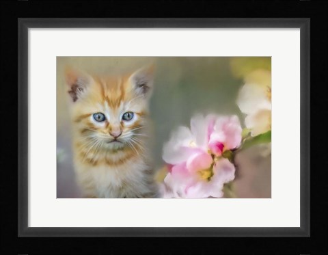 Framed Sweetness In A Small Package Print