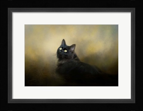 Framed In The Garden Light Print