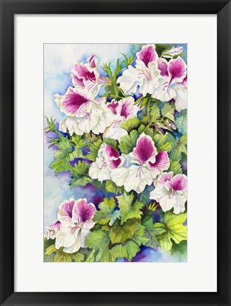 Framed Regal Geranium Print