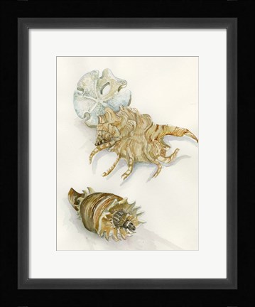 Framed Shell Study Print