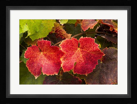 Framed Autumn Leaves 2 Print