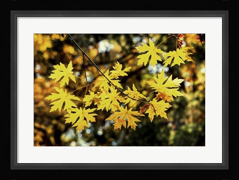 Framed Luminous Leaves Print