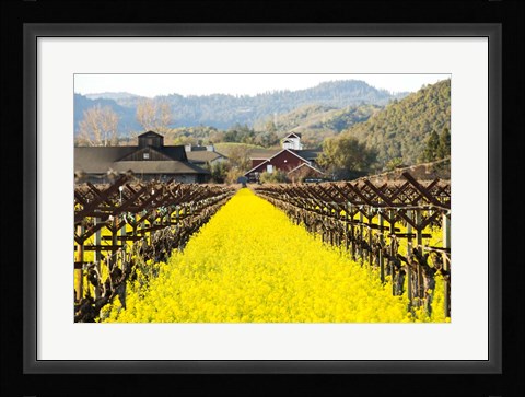 Framed Napa Valley in Winter Print