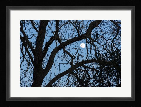 Framed Winter Moon Print