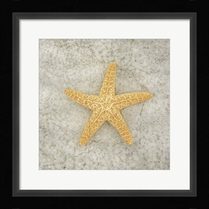 Framed Gypsy Sea Life V2 Print