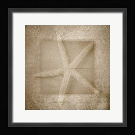 Framed Sea Life 1 Print