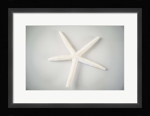Framed Sea Star 1 Print