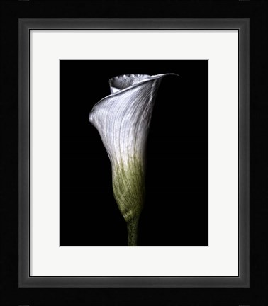 Framed Calla Lily Print