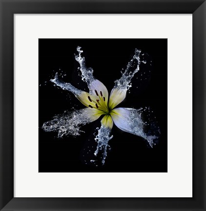 Framed Lily Splish Splash Print